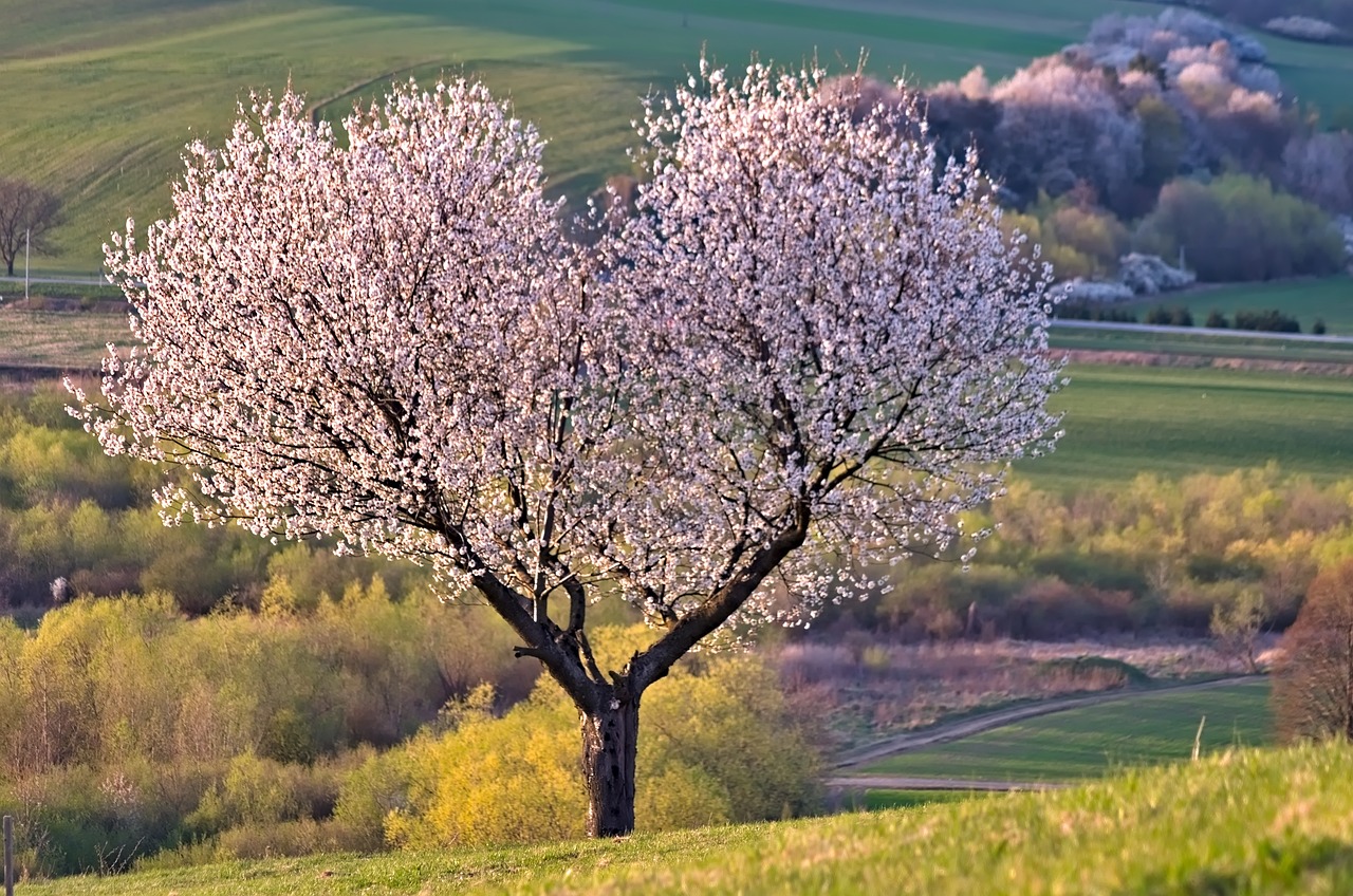 a-tree-5255288_1280.jpg a-tree-5255288_1280.jpg